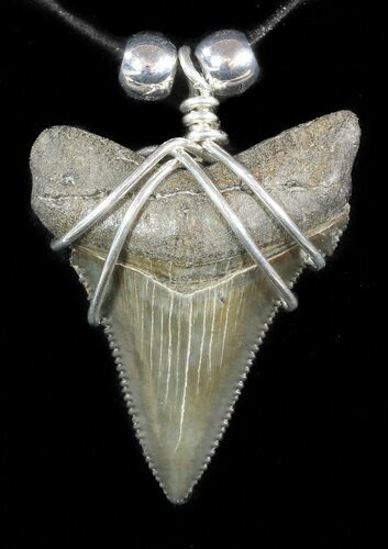 Fossil Angustiden Tooth Necklace - Megalodon Ancestor #47796